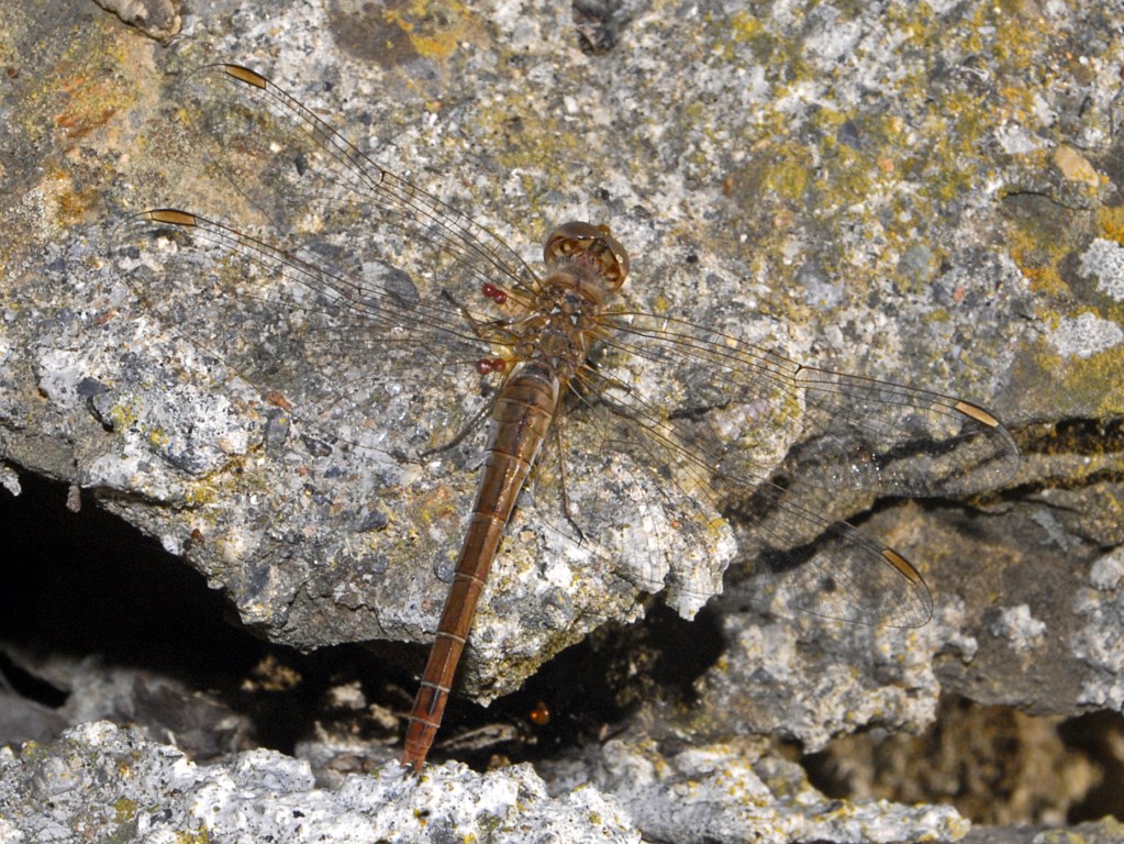 Tre immagini, forse della stessa specie, da determinare